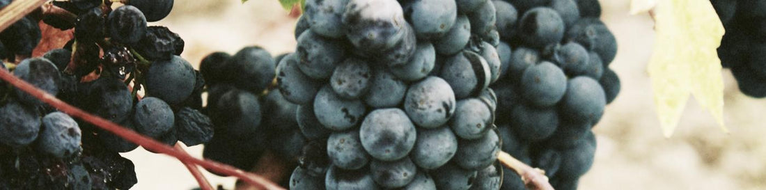 Bike Blended Berry Breakfast Smoothie Recipe