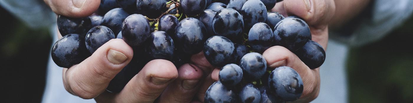 Blueberry Beach Cruiser Smoothie Recipe